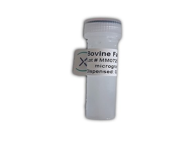 Bovine Factor X