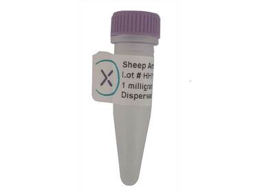 Sheep polyclonal antibody anti-human protein S